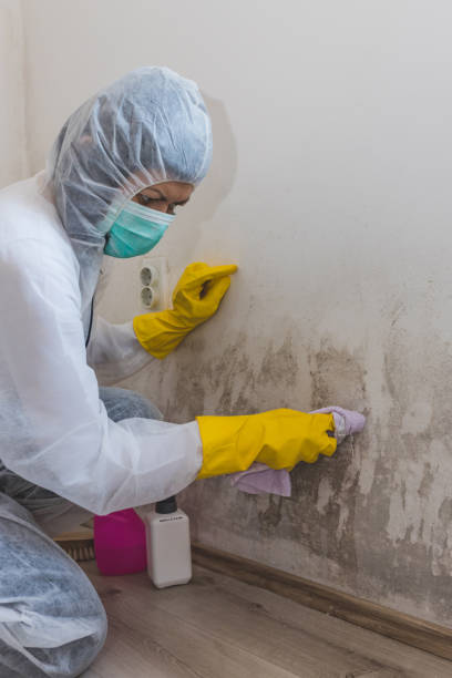 Best Asbestos and Lead Testing During Mold Inspection  in Perryman, MD